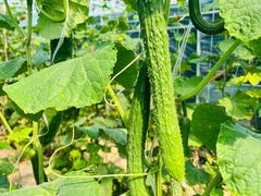 -庞各庄翠芳园西瓜蔬菜基地采摘园