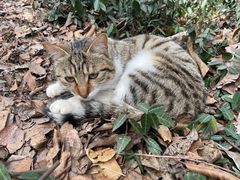 -上海佘山国家森林公园西佘山园