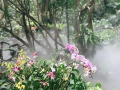 -呀诺达热带雨林