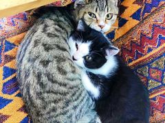 -喵屿·大理花园猫咖