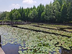 -溱湖国家湿地公园