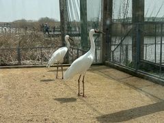 -盐城丹顶鹤湿地生态旅游区