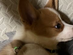 -达爱动物医院·犬猫分区·CT·复杂眼科(远洋山水分院)