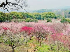 -无锡梅园公园