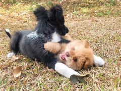 -良成狗狗乐园