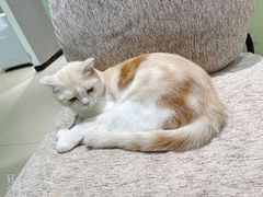 -藏猫猫咖啡主题馆(中央大道店)