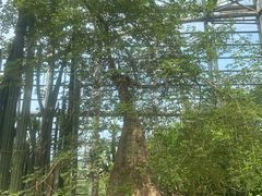 -南山植物园