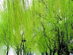 -西湖游船