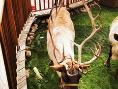 -北京鹿世界主题园