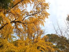 银杏树-四川大学(华西校区)
