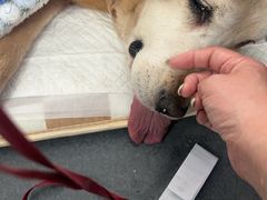 -爱侣宠医·鹦鹉专科·小型哺乳类·异宠专科(灵石路店)