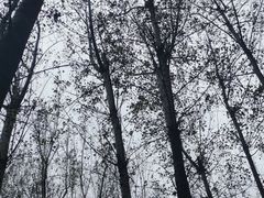 -林间山庄