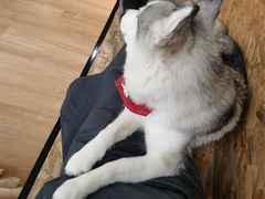 -Husky Go! 哈士奇体验馆·宠物咖啡厅狗咖