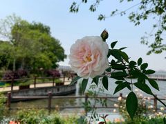 -鹅湖玫瑰文化园