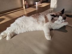 -猫腻·猫咖·撸猫馆(星光大道店)