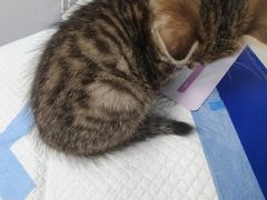 -博特宠物医院24h犬猫全科.骨科·异宠