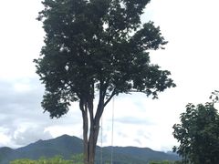 -大树秋千