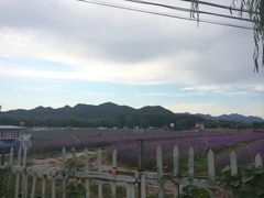 -北京东方普罗旺斯薰衣草庄园