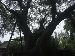 -张明富面皮店(东大街店)