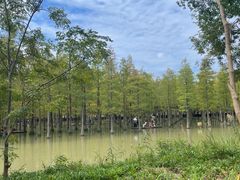 -泗洪洪泽湖湿地景区