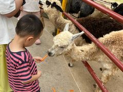 -西霞口神雕山野生动物世界