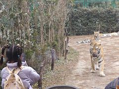 -上海野生动物园老虎餐厅