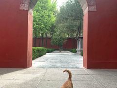 -洛阳白马寺