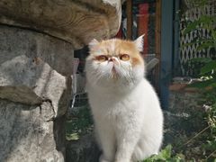 -喵屿·大理花园猫咖