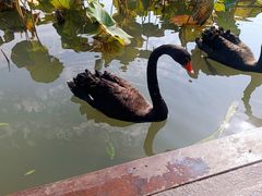 -昆山城市生态森林公园