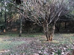 -穹窿山景区