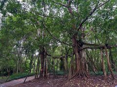 -中国科学院西双版纳热带植物园