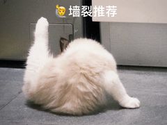 -御宝贝·A梦猫科宠物医院(国际猫友好医院)