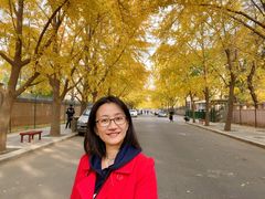 -三里屯东五街银杏大道