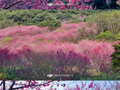 -福清灵石山国家森林公园
