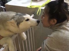 -Husky Go! 哈士奇体验馆·宠物咖啡厅狗咖