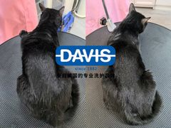 -汪小喵宠物·戴维斯乐芳希施宠馨宝皮毛调理洗护店