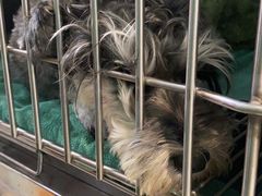 -瑞派·关忠动物医院·猫专科·犬专科(三环新城店)