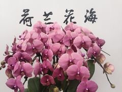 -荷兰花海