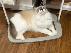 -伟伟宠物医院·瑞派猫友好医院·猫科(光谷店)