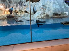 -帝企鹅自助餐厅•儿童岛•真企鹅(长隆企鹅酒店)