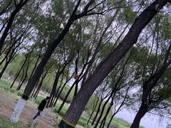 -大兴滨河森林公园