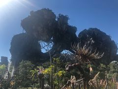 -奥兰多迪士尼动物王国乐园