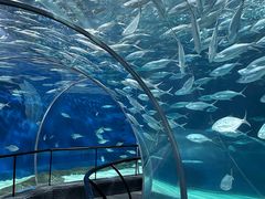 -上海海洋水族馆
