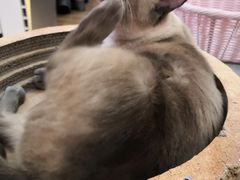 -滚猫咖啡·猫咖·猫友好撸猫(未来城店)