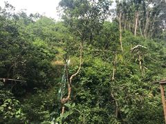 -西双版纳原始森林公园