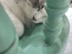 -猫小院猫主题餐厅(南锣旗舰店)