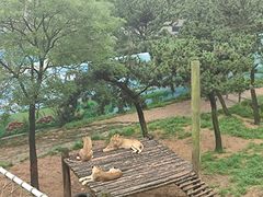 -西霞口神雕山野生动物世界