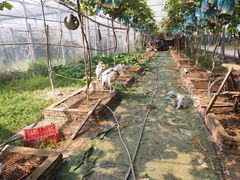 -马陆小张葡萄园农家乐