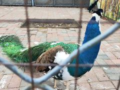 -长白岛森林公园