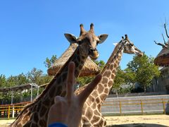 -西霞口神雕山野生动物世界
